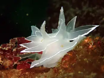 Alabaster Nudibranch