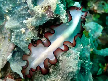 Orsak's Flatworm