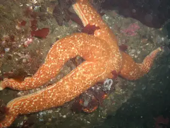 Ochre Star