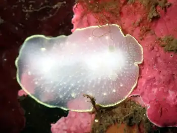 yellow rimmed nudibranch