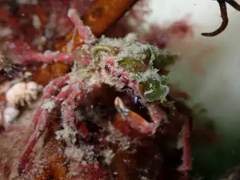 Northern Kelp Crab
