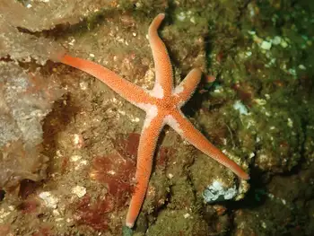 Armpit Blood Star