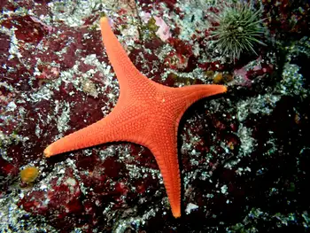 Vermilion Star