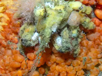 Tunicates