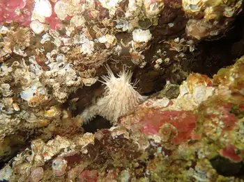 Stiff Footed Sea Cucumber