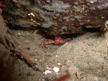 Squat Lobster