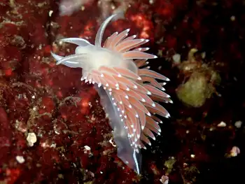 Red Flabellina Nudibranch