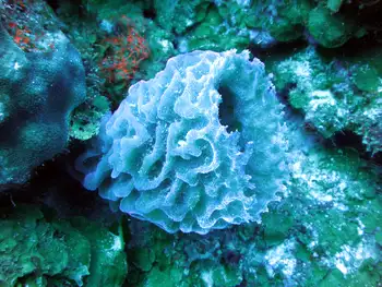 Azure Vase Sponge