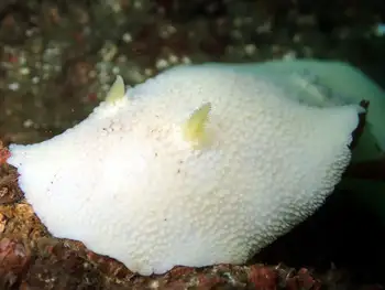 Noble Sea Lemon