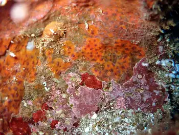 Sponge