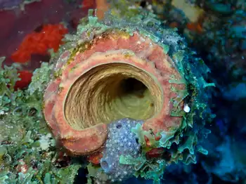 Sponge