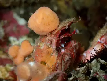 Graceful Decorator Crab