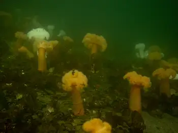 Metridium Anemones