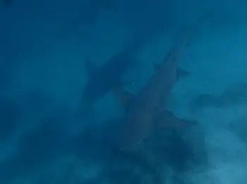 Nurse Sharks