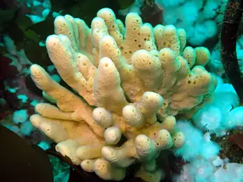 Glove Sponge