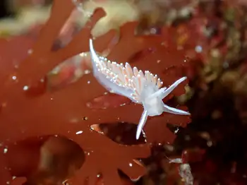 Red Gilled Nudibranch