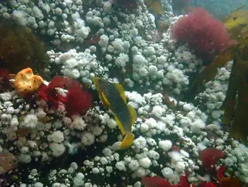 Female Kelp Greenling