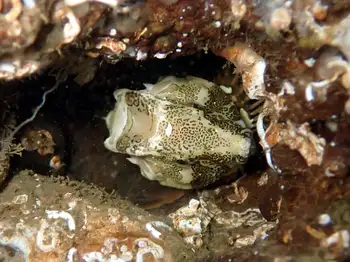 Grunt Sculpin