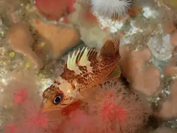 Young of Year Rockfish