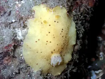 Heath's Dorid