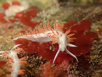 Three Lined Nudibranch