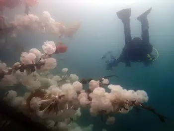 Metridium Anemones