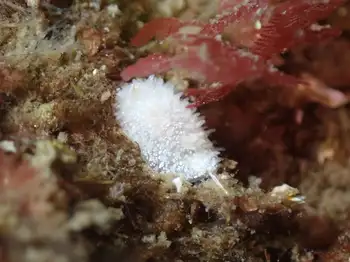 Porcupine Dorid