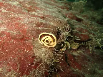 Eggs Nudibranch