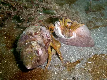 Grainyhand Hermit Crabs
