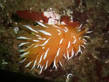 Golden Dirona Nudibranch