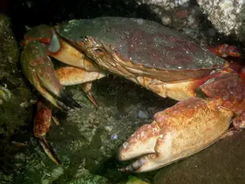 Red Rock Crab
