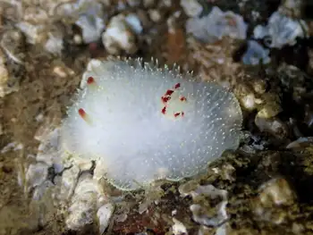Nanaimo Nudibranch
