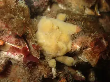Moss Crab