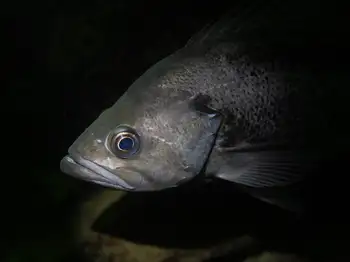 Black Rockfish