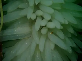 Eggs Opalescent Squid