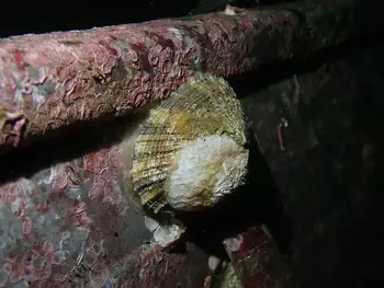 Rough Keyhole Limpet