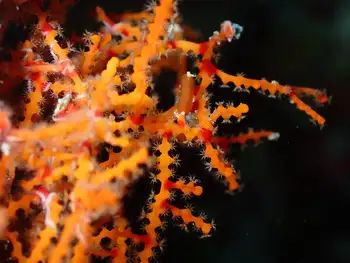 red yellow clathria coral
