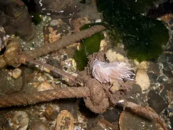Alabaster Nudibranch