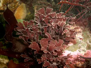 Sea Laurel Seaweed