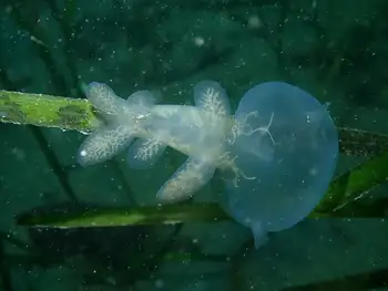 Hooded Nudibranch