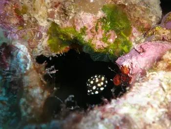 smooth trunkfish