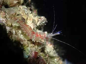Coonstripe Shrimp