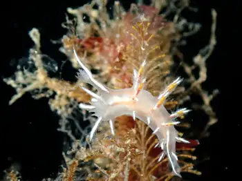 Robilliard's Dendronotid