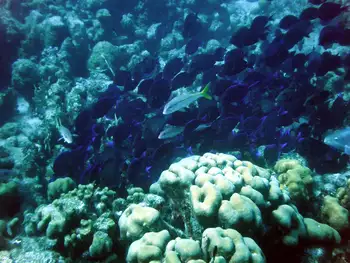 Blue Tangs