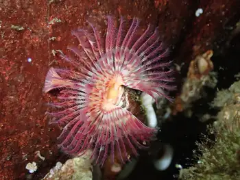 Red Trumpet Calcareous Tube Worm