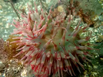 Painted Anemone