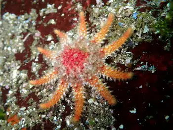Rose Star