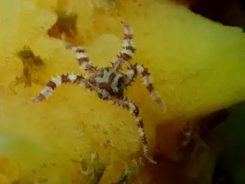 Brittle Star