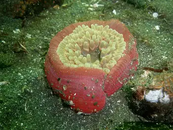 Stubby Rose Anemone