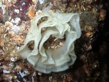 Eggs Nudibranch
